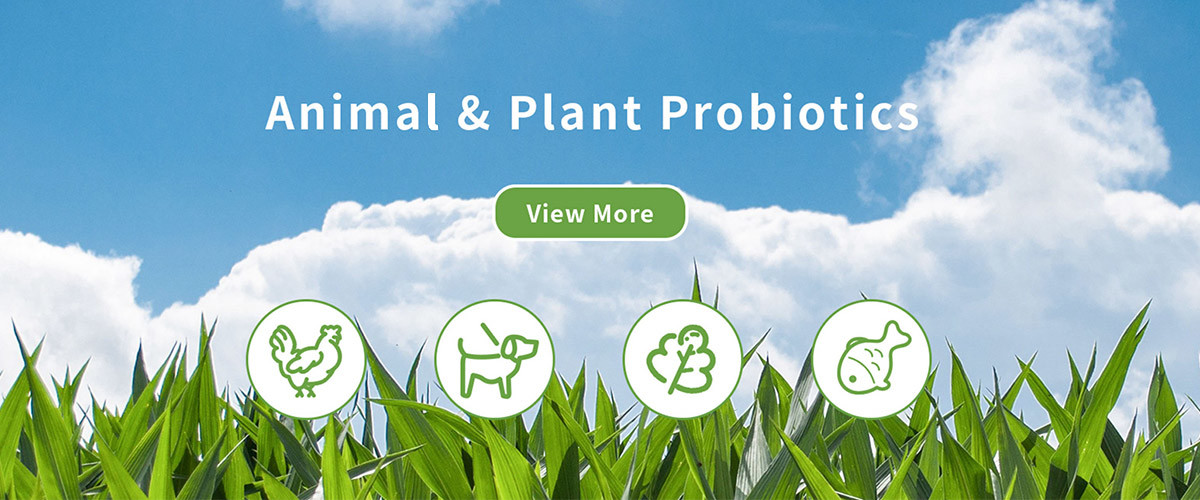 Kalite Tekstil Enzim fabrika