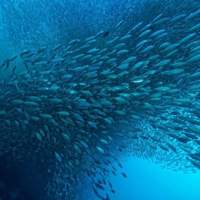 İyi bir fiyat. Deniz Petrolü Üretiminin Artırılması: Lipaz'in Modern Biyoişlem Tekniklerinde Etkisi çevrimiçi