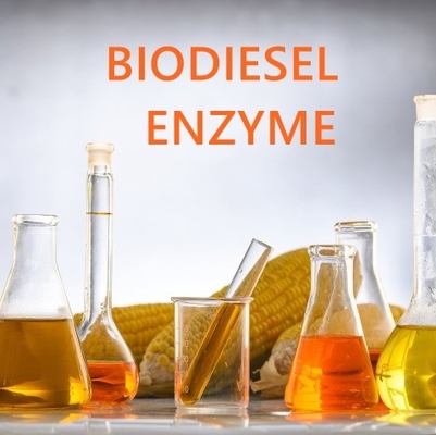 İyi bir fiyat. Farmasötik uygulamalar için yüksek çözünürlüklü yağ asidi esteraz enzimleri çevrimiçi