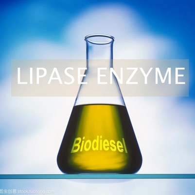 İyi bir fiyat. Alternatif Biyoyakıtlar Lipaz Enzimi Üretimde PH 6.0 - 8.0 çevrimiçi