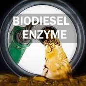 İyi bir fiyat. Biyodizel Üretim Aktivitesi Lipaz Enzim Lipid Metabolik Yolaklar çevrimiçi
